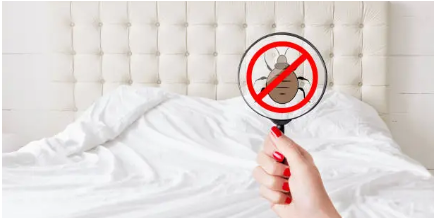 진드기 퇴치와 예방의 모든 것