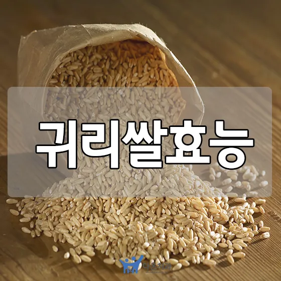 귀리 효능과 부작용 귀리 오트밀 차이점 안내_9