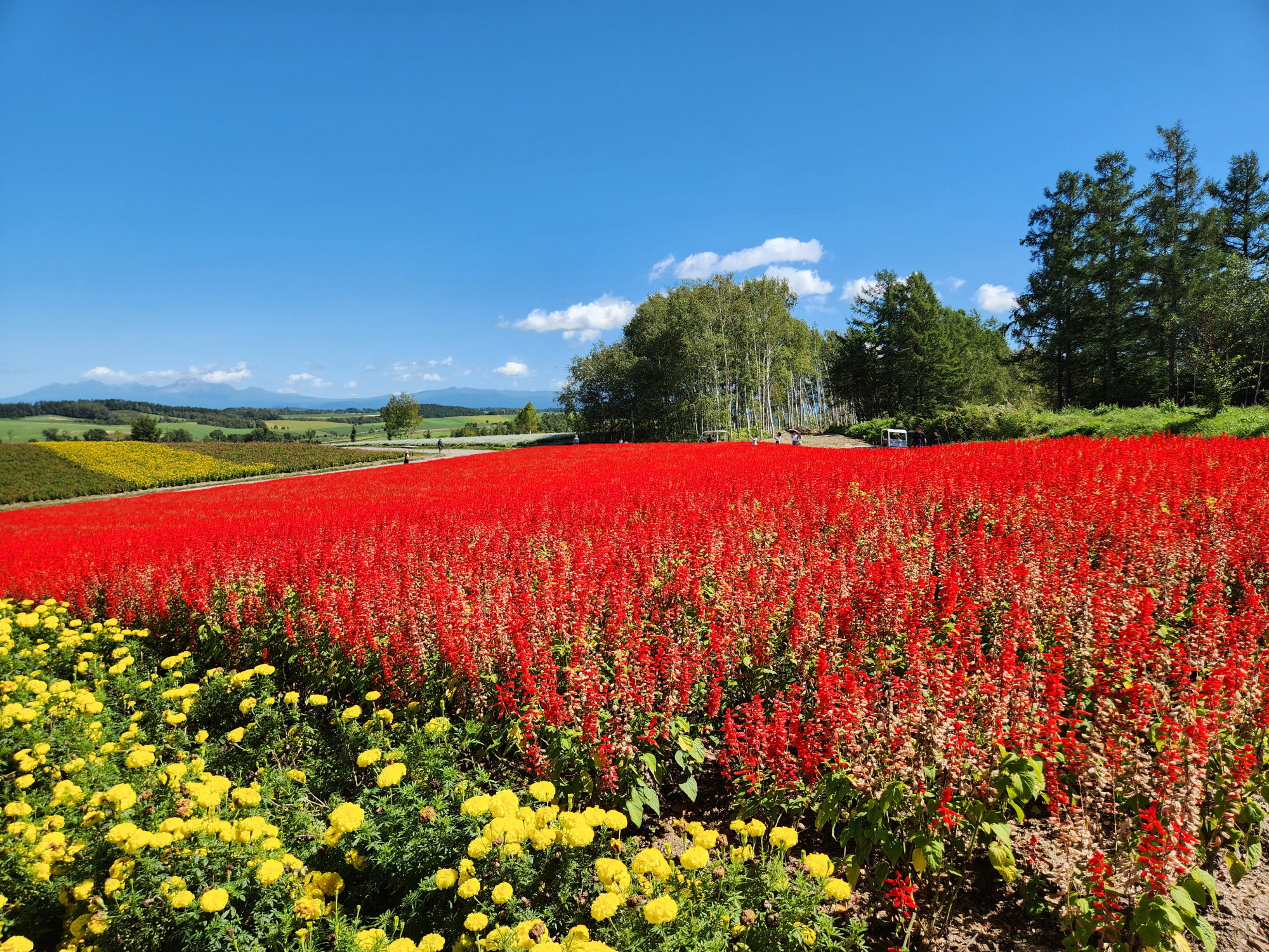 사계체 언덕 - 29