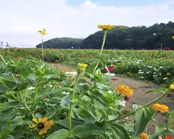 원주 용수골 가을꽃축제_27
