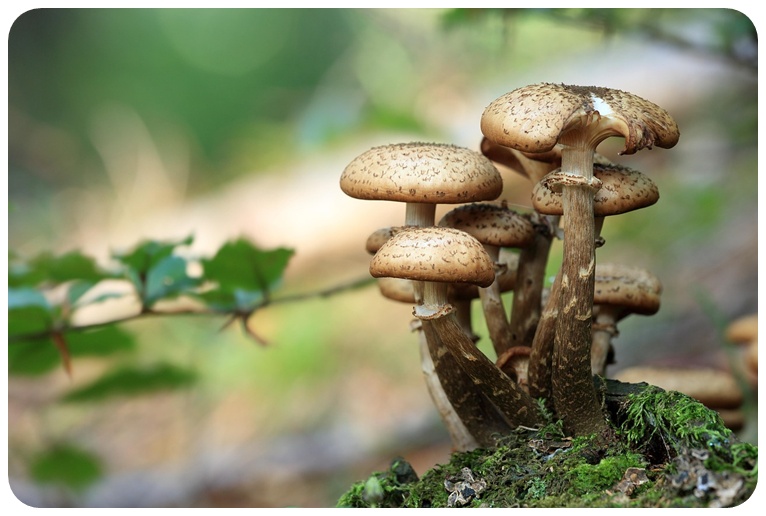 버섯 성분과 효능, 면역력 강화 원리
