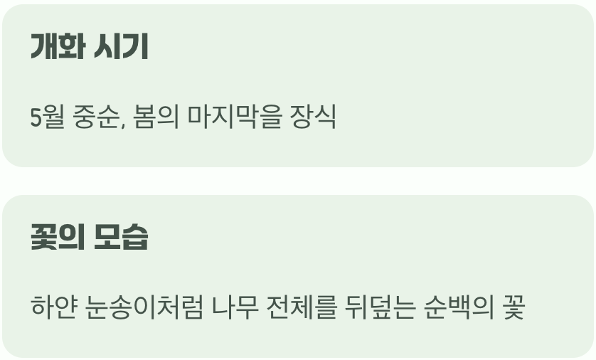 봄의 끝자락&amp;#44; 5월의 신부처럼