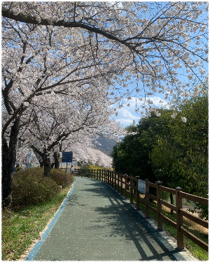 섬진강벚꽃길