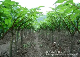 곤약 재배 모판 만들기 습도 관리 알맞은 그늘_12