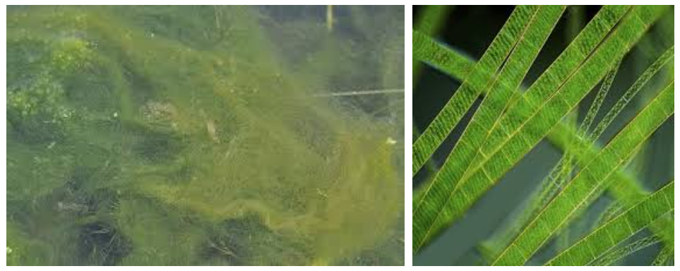 해캄(왼쪽) 해캄 현미경관찰(오른쪽)