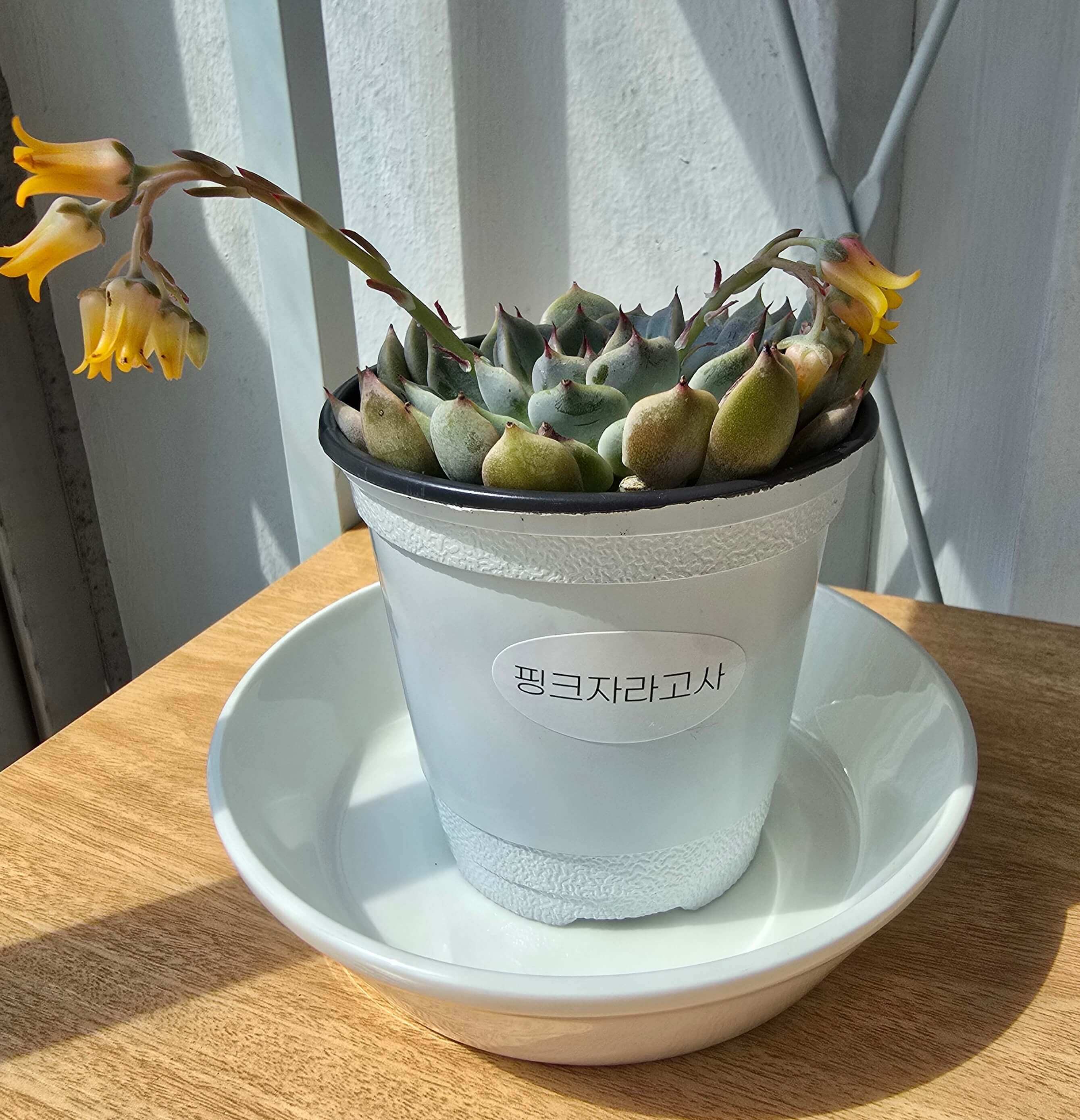 핑크자라고사-키우는-법-다육이-물주기-햇빛-분갈이-과습-예쁜다육이-다육이초보-핑크다육이