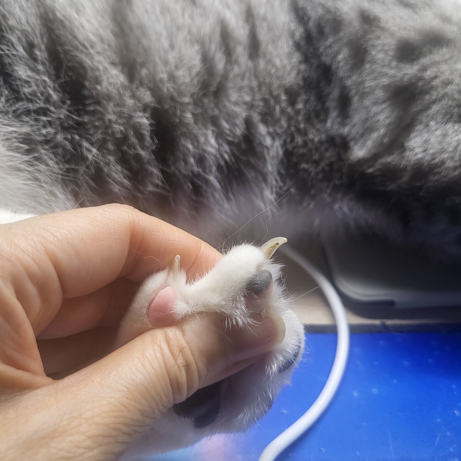 고양이 발톱깎기 성공법