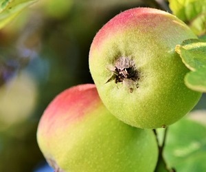 사과 다이어트 사과 펙틴 영양성분으로 다이어트에 도움