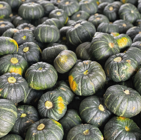 강원도 양구 미니 단호박