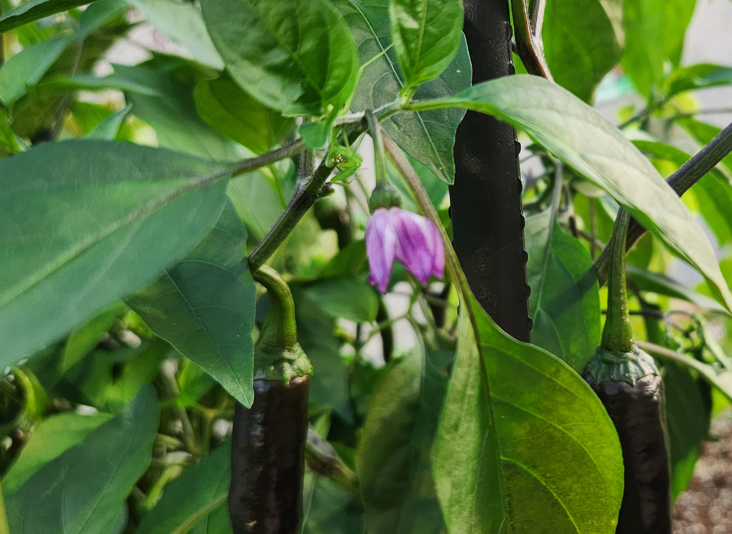 보라색 고추꽃과 고추 열매, 찻잔으로 피어난 자연의 향기
