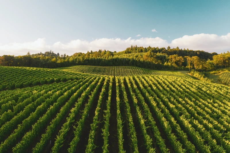 로얄바인 포도 후기&amp;#44; 로얄바인 명품과일 가격&amp;#44; 로얄바인 프리미엄 포도 구매&amp;#44; 로얄바인 선물세트&amp;#44; 프리미엄 과일 수익성 작물&amp;#44; 부자과일 인기순위&amp;#44; 고소득층 과일 추천&amp;#44; 신세계백화점 로얄바인&amp;#44; 명절 고급 과일 선물&amp;#44; 클럽재배 과일 뜻&amp;#44; 명품 과일&amp;#44; 프리미엄 포도&amp;#44; 농가 수익성 작물&amp;#44; 프리미엄 과일 투자&amp;#44; 백화점 과일 선물세트&amp;#44; 추석 과일 선물 추천