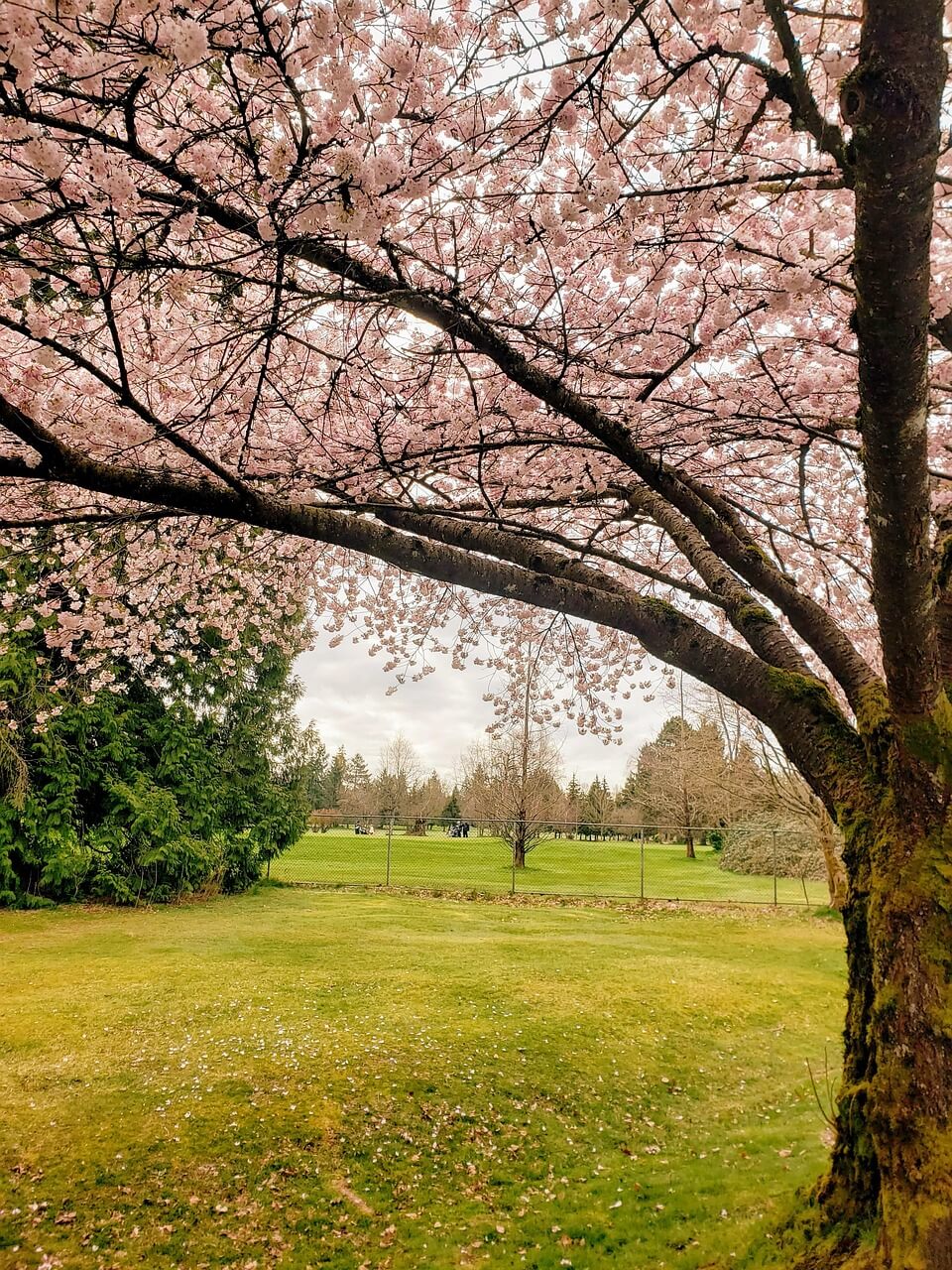 보은 벚꽃길 축제 렌터카