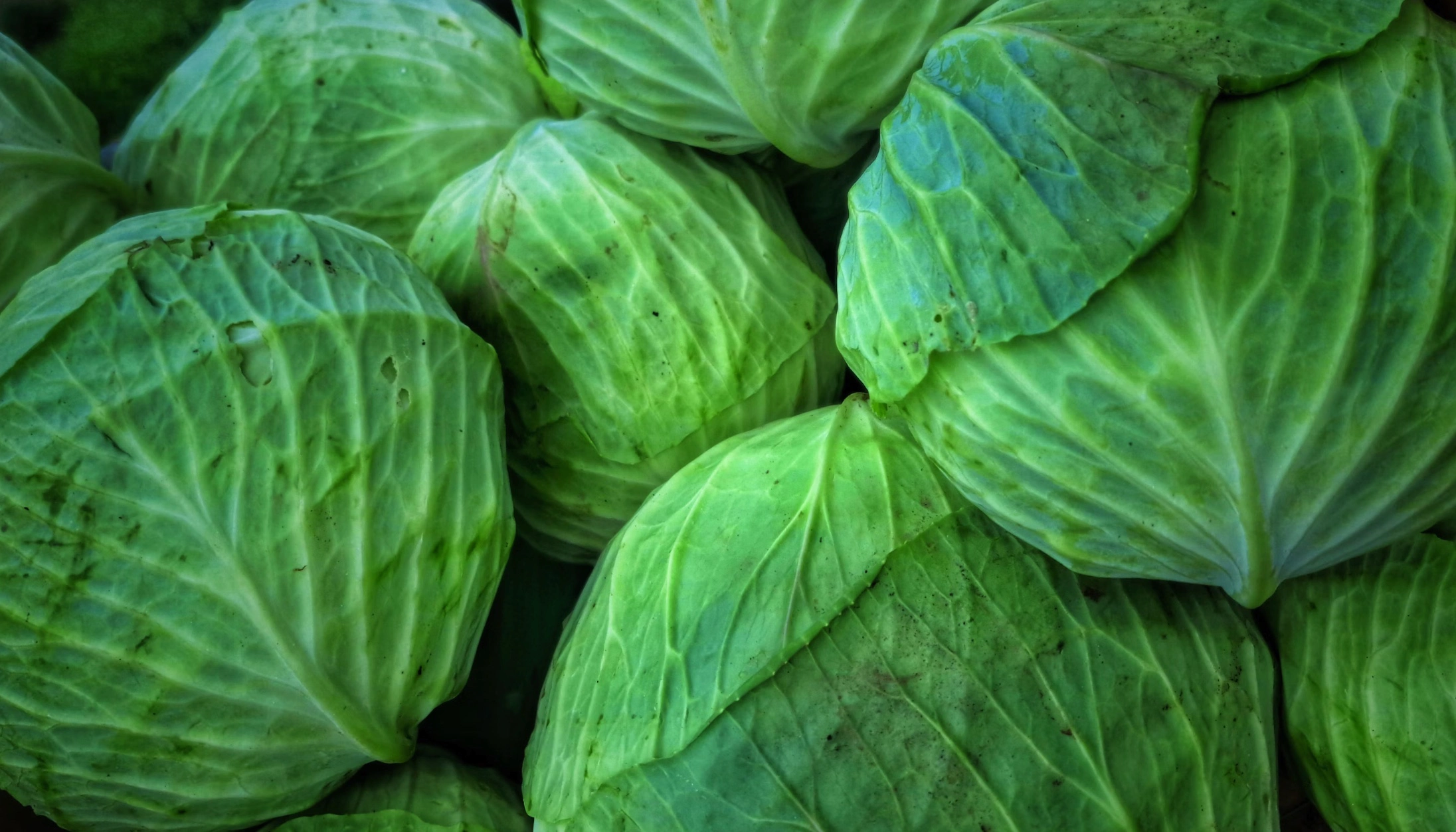 저속노화 식단표