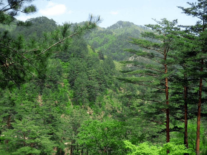 푸른-하늘과-산등성이-보이고-금강송이-있는-숲이-있다