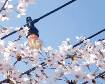 안동 벚꽃축제_3