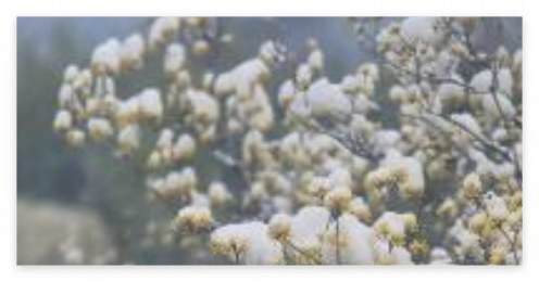 구례산수유축제 명소