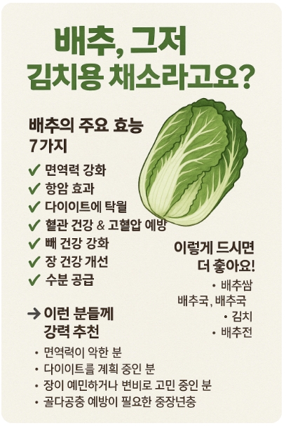 건강 채소, 배추의 효능,천연 비타민,면역력 강화, 항암 작용,고랭지배추