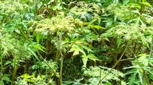 당귀-일당귀꽃-당귀-서식지를-고려한-당귀-재배지-선정