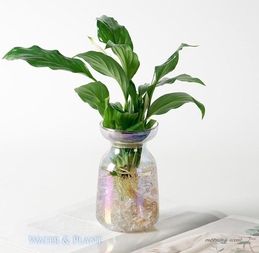 스파티필름 수경재배