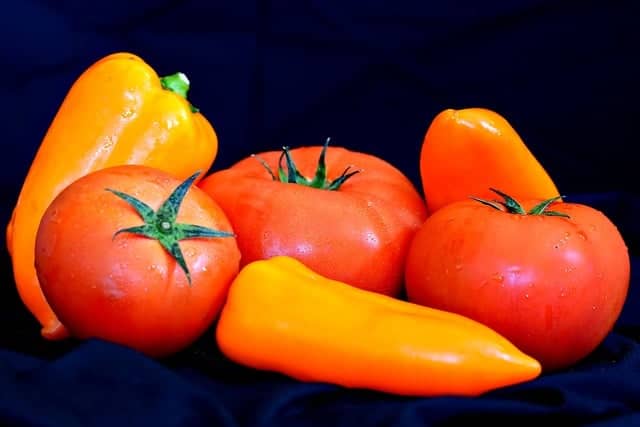 식물 병충해 관리