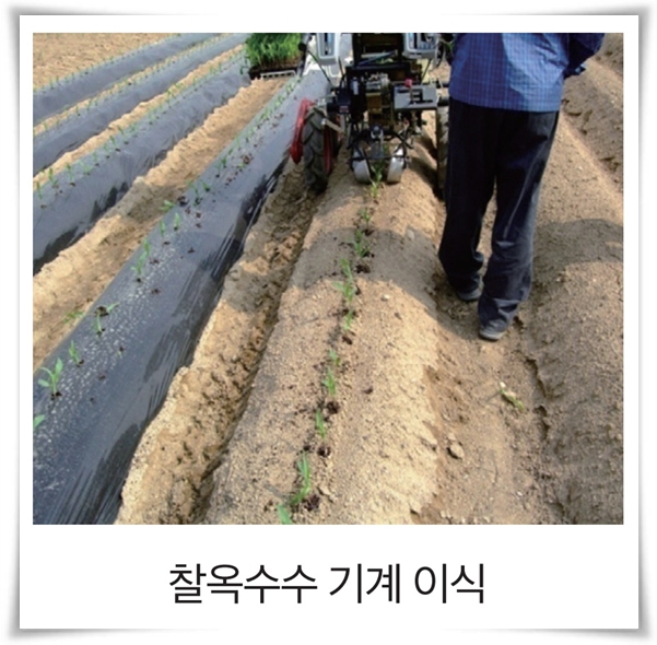 비타민 B, 철분, 식이 섬유가 풍부한 옥수수 재배하기!