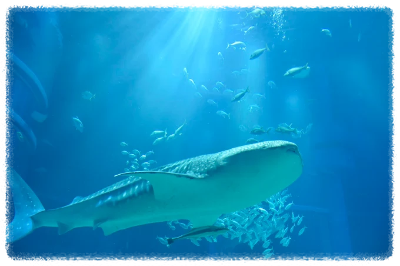 오사카 가이유칸 수족관