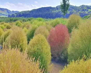 연천 국화축제_17