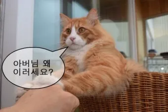 "고양이