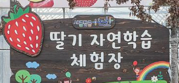 논산딸기축제 체험