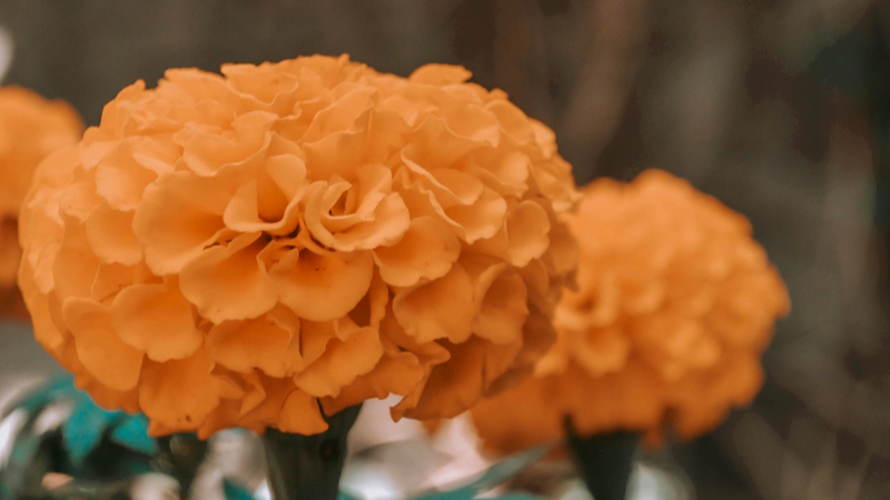 일별 탄생화 : 10월