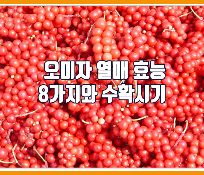 오미자 열매 효능 8가지와 수확시기 정리