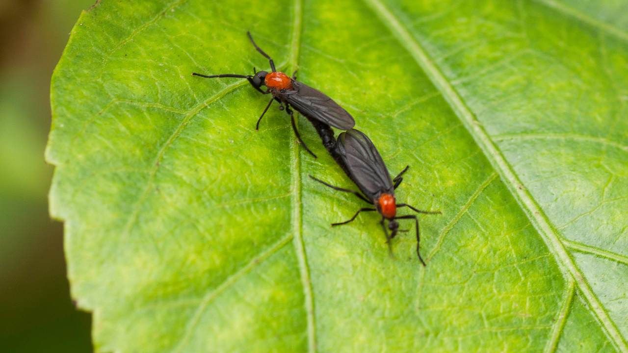 러브-버그가-짝-짓기를-하고-있는-모습