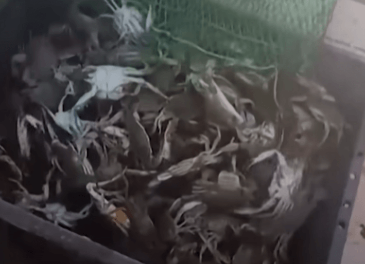 이탈리아 푸른 꽃게