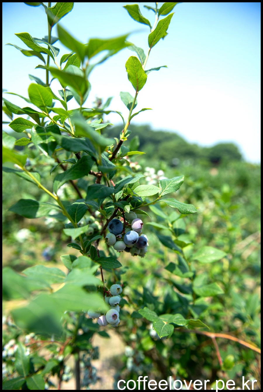 이천 가 볼만한 카페 더반올가닉