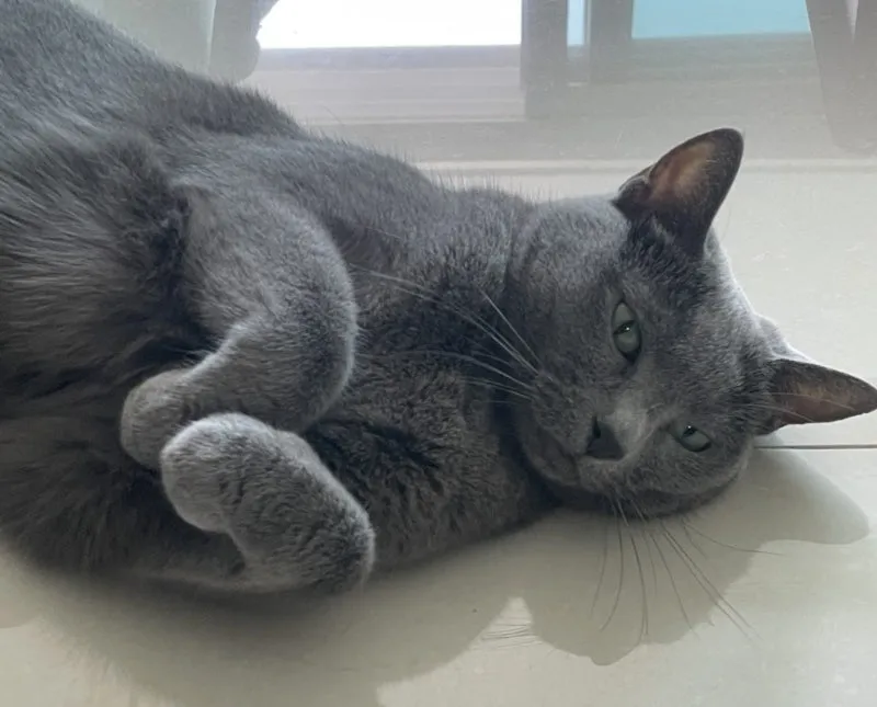 러시안블루 고양이 가격 믹스 수명 털빠짐_8