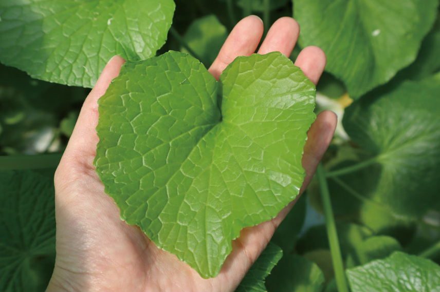 6시내고향 고추냉이 잎 꽃대 근경 생와사비 정가농원