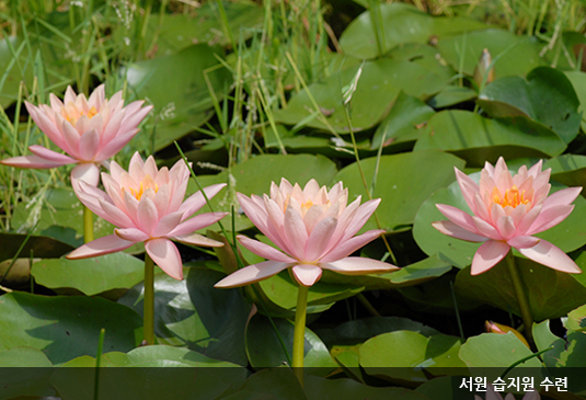 대전 한밭수목원 꽃구경