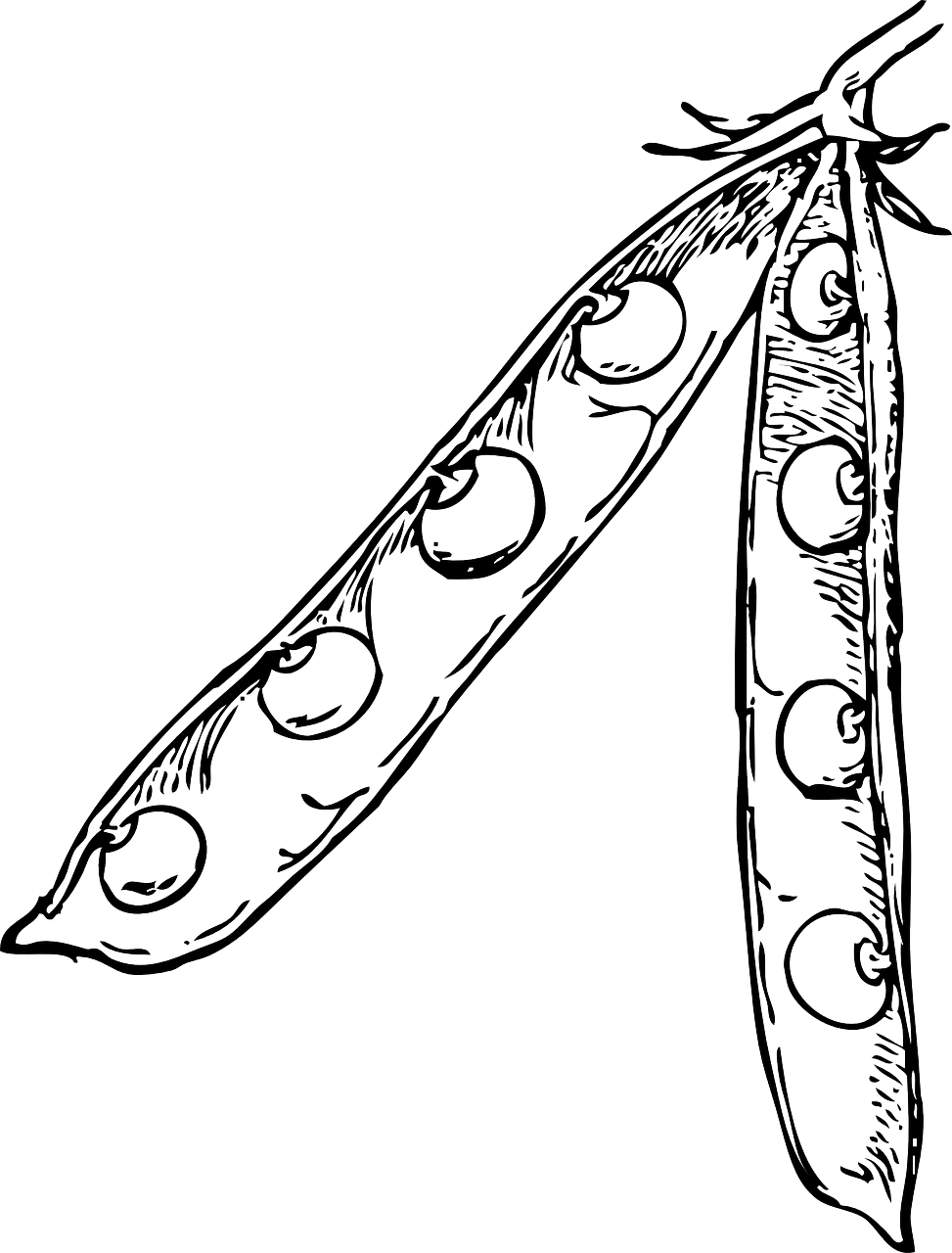 완두콩 수확시기