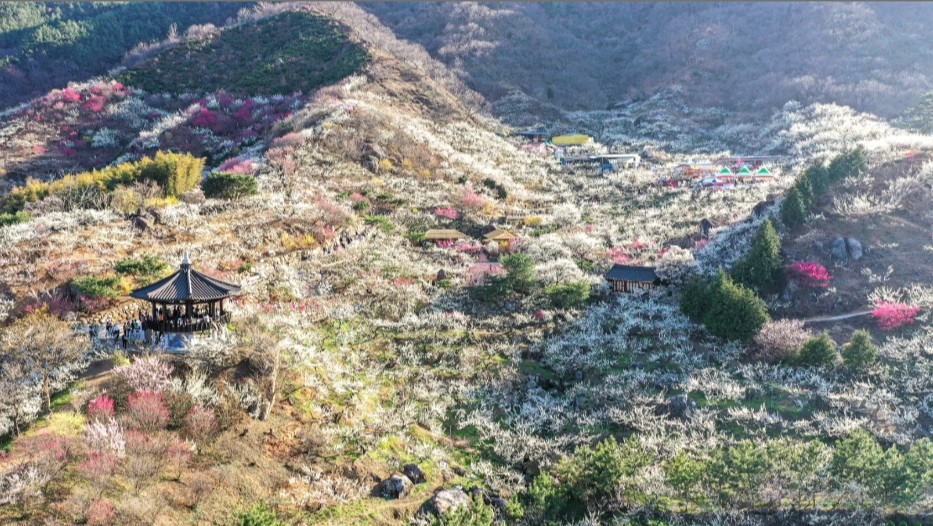 아름다운 매화마을