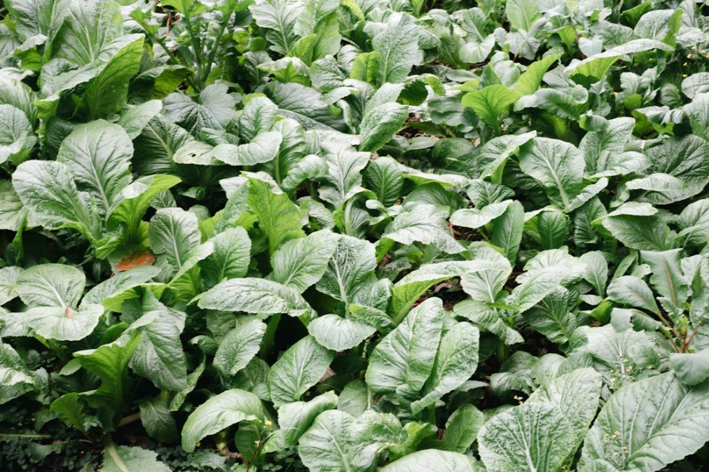 김장배추 모종 심는 시기 재배방법