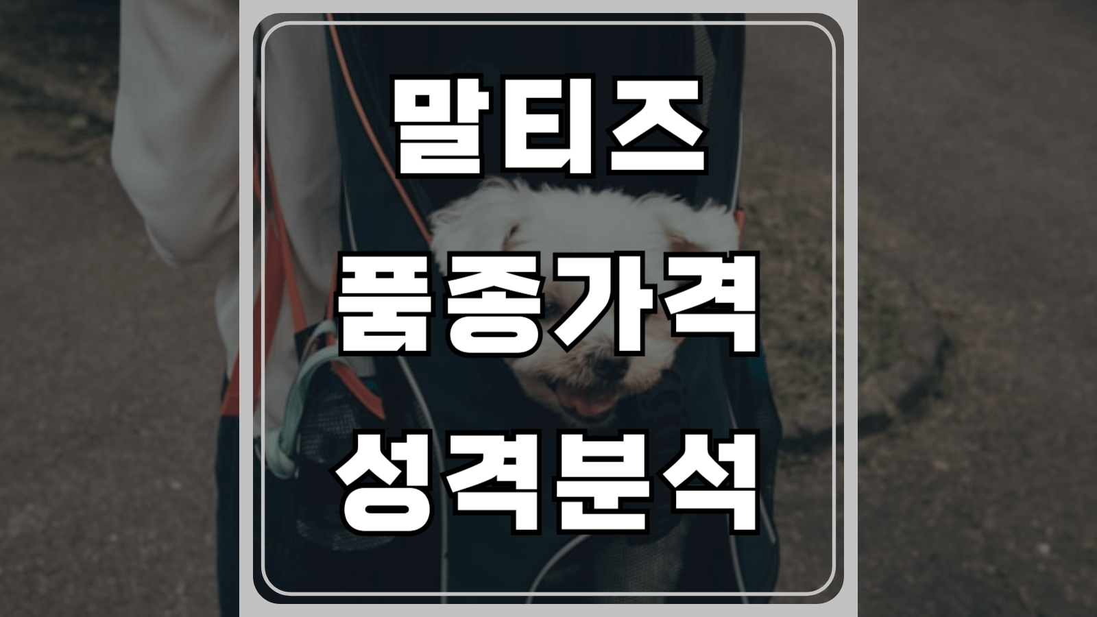 말티즈 품종가격과 성격분석