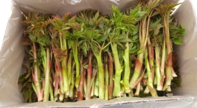 눈개승마 이미지