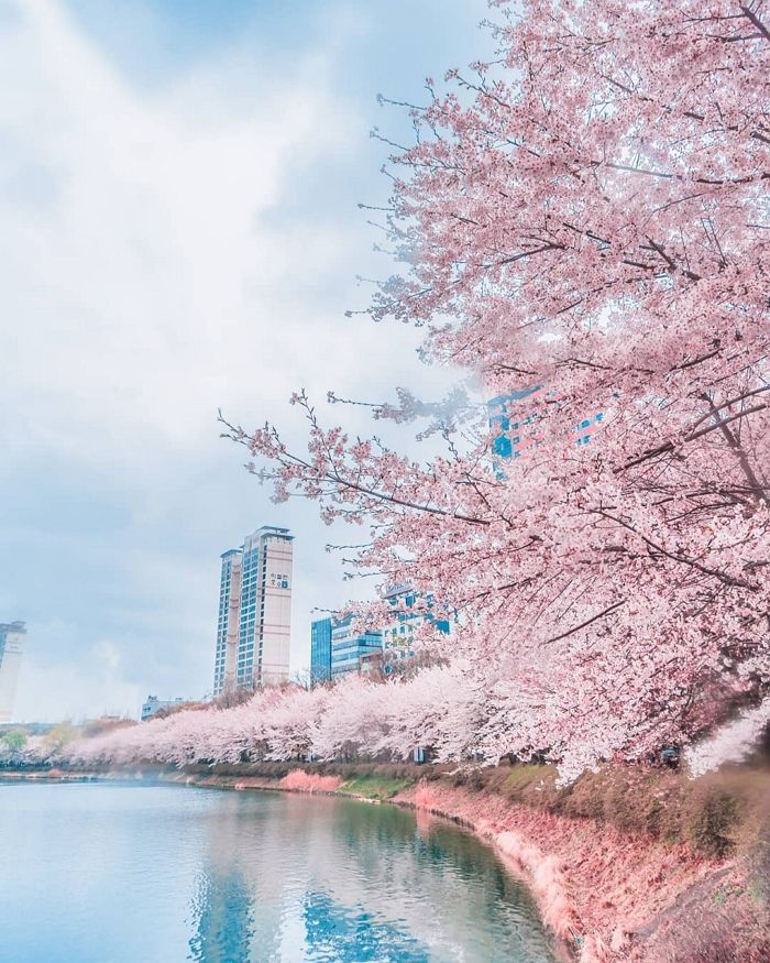 2024 벚꽃 개화시기 : 벚꽃 축제 일정&amp;#44; 축제 명소&amp;#44; 진해 군항제