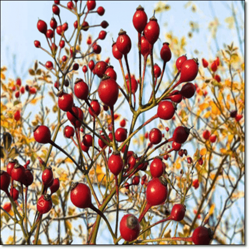 찔레나무 열매 효능