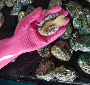 생생정보 수확의 달인 전남 강진 마량 전복 수확의 달인 은영씨의 꽃피는 바다 주문방법 