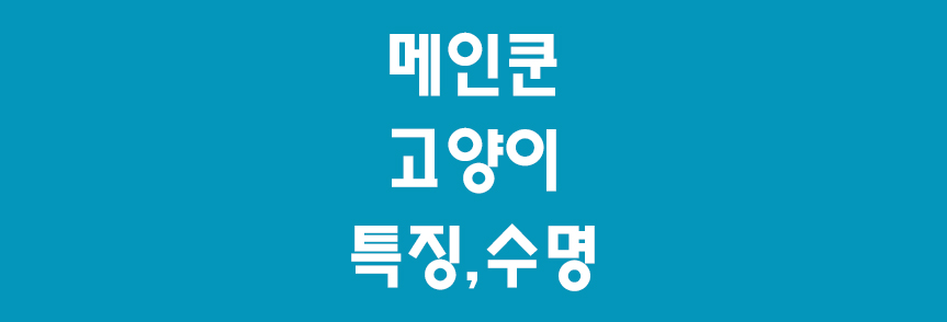 메인쿤-고양이-썸네일