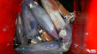 한치 오징어 차이 비교 생김새 맛 식감 완벽 분석_13