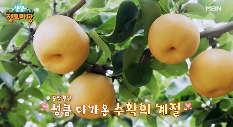 생활의 기술 한가위 추석 황금 보석 과일 배 전국 택배 파는 곳, 환절기 배숙 레시피 추천