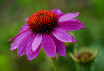 화담숲-예약하기