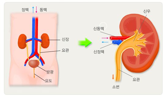 신우신염-비뇨기구조